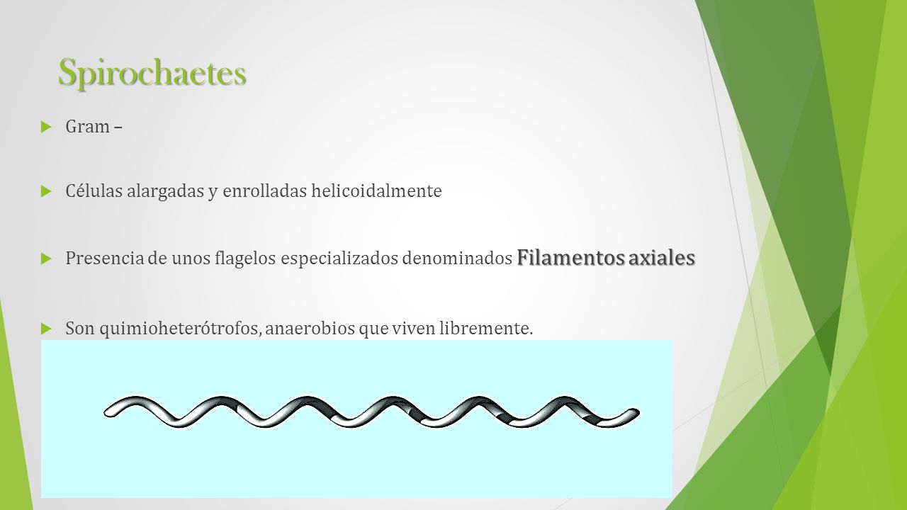enfermedad de lyme miocarditis enfermedad de lyme miocarditis
